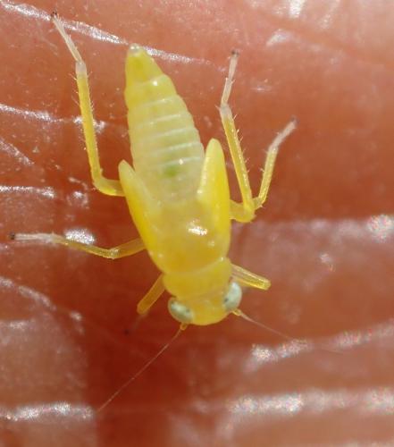 Typhlocybinae